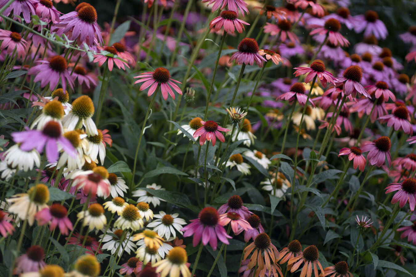 A profusion of color